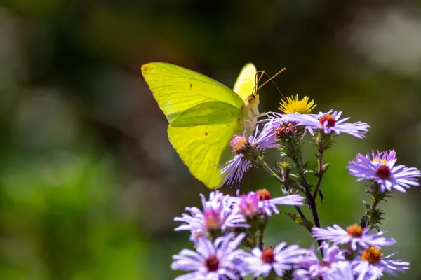 Schmetterling auf Blume